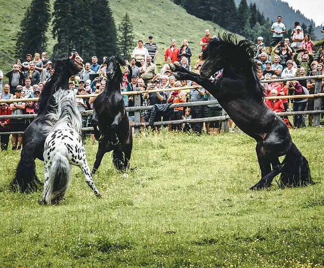 Hengstauftrieb im Bezirk Kitzbühel