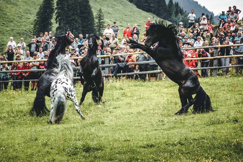 Hengstauftrieb im Bezirk Kitzbühel